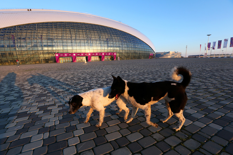 Illustration for article titled The Dogs Of Sochi